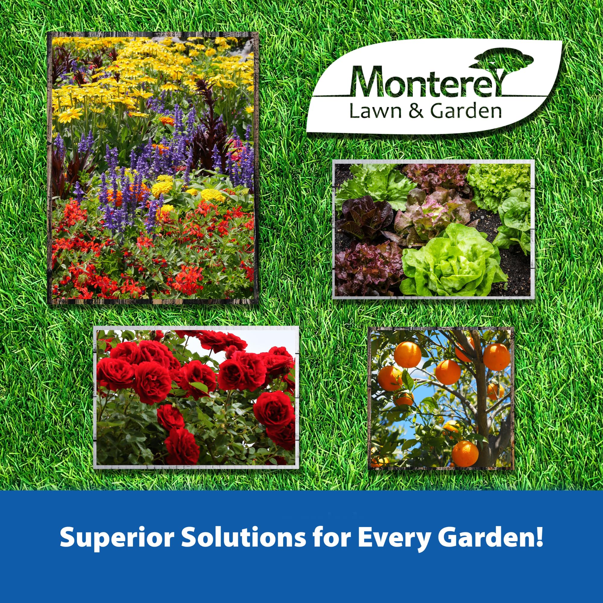 Monterey en jardín mostrando plantas sanas tras aplicación