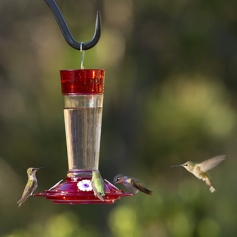 More Birds comparación de tamaño en mano muestra capacidad de 10 onzas útil