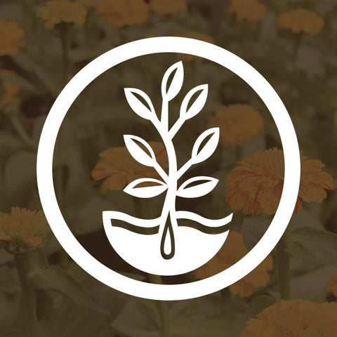 Mountain Valley Seed Company semillas junto a regla para comparar cantidad y cobertura
