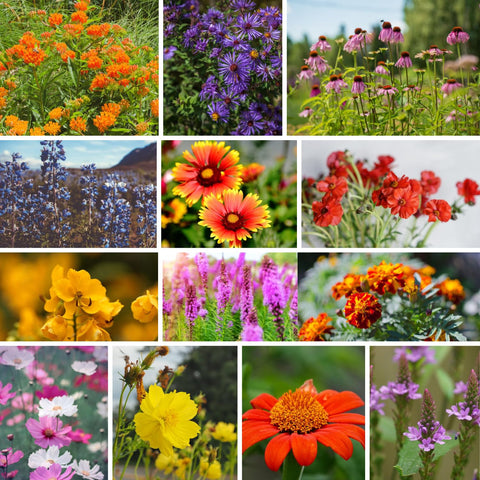 Mountain Valley Seed Co Butterfly Milkweed en flor, alimento para mariposas monarca