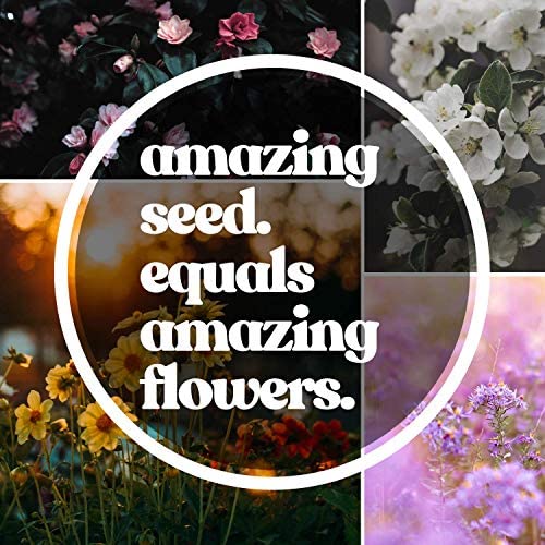 Mountain Valley Seed Co flores con polinizadores atrayendo abejas y mariposas