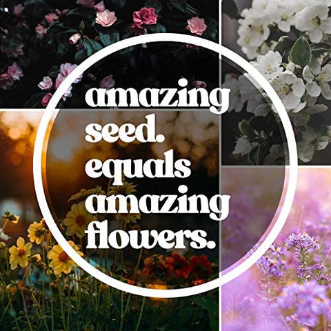 Mountain Valley Seed Co flores con polinizadores atrayendo abejas y mariposas