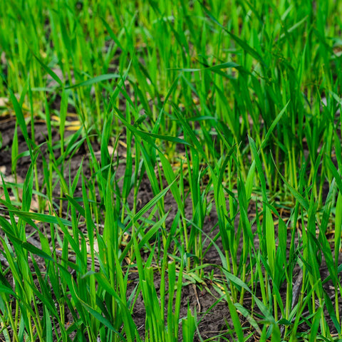 Mountain Valley Seed Company semillas en primer plano que facilitan siembra rápida