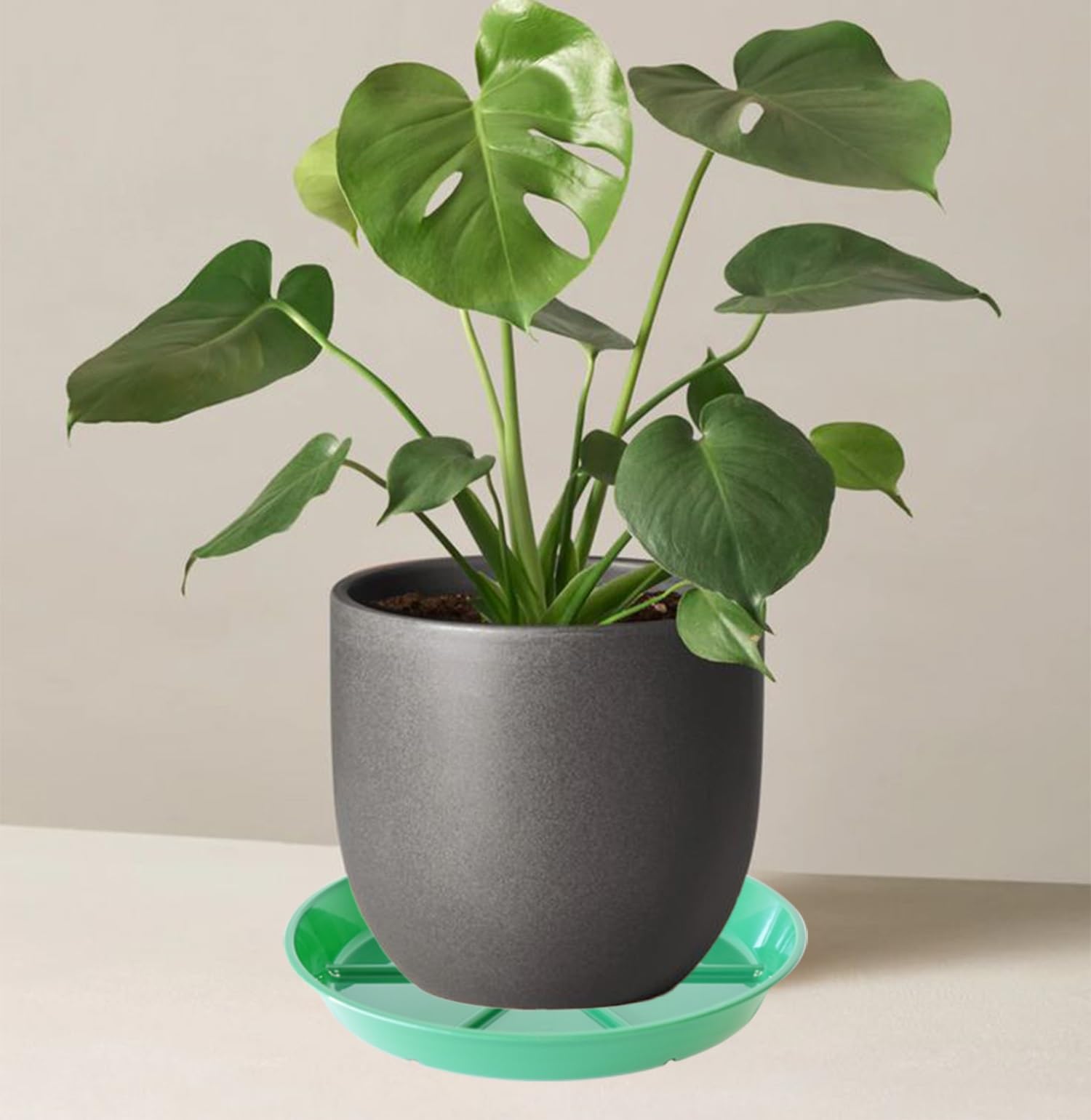 MSKIAUO ambiente interior con maceta elegante y protección de suelos