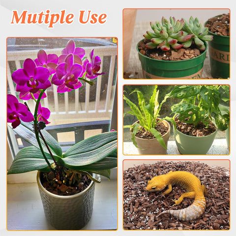 Mulctun sustrato en maceta con orquídea florecida, favorece salud visible