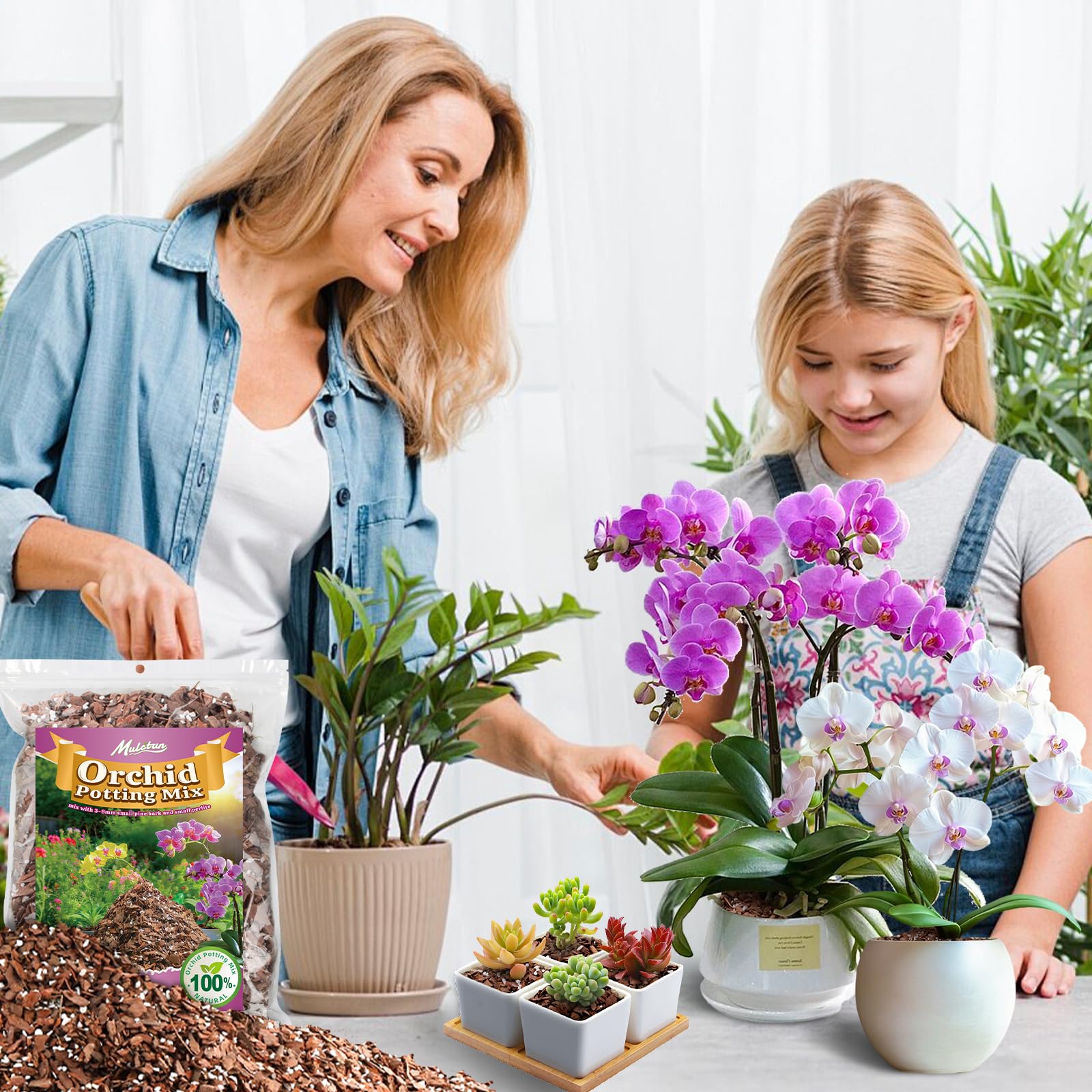 Mulctun en ambiente interior con orquídeas evidencia estética y rendimiento