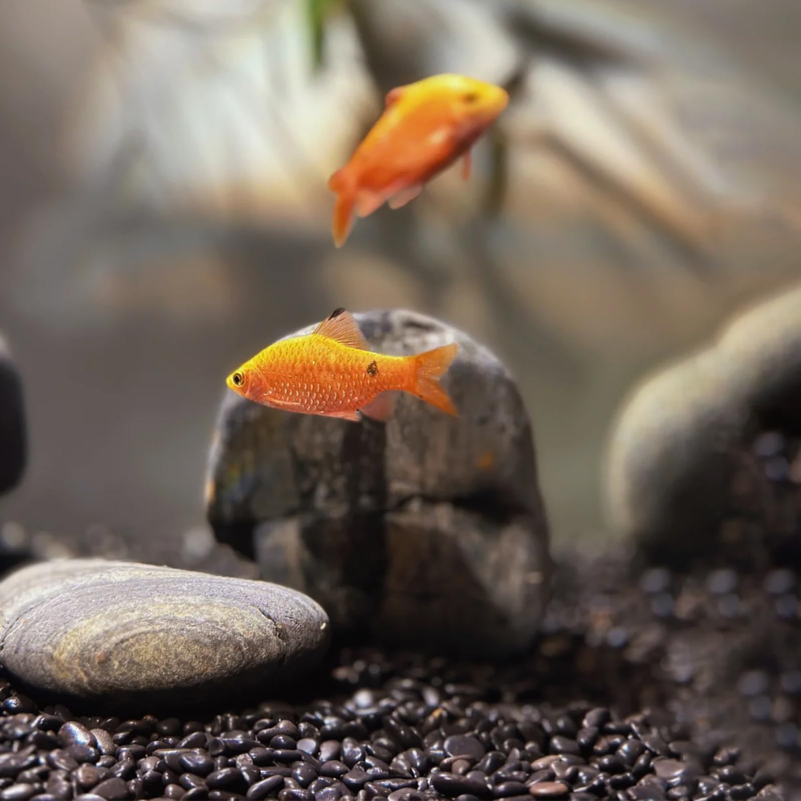 Mulctun piedras en sendero de jardín, proporcionan acabado limpio y elegante