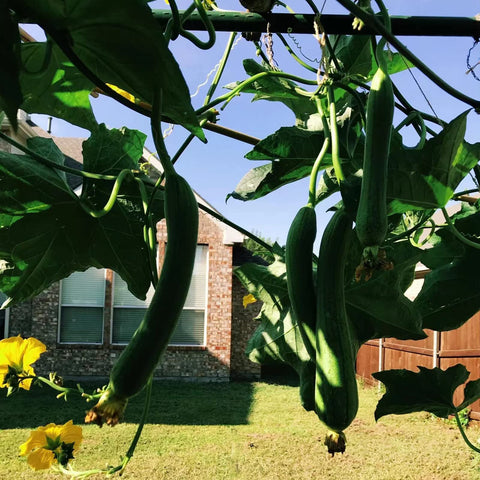 NANOPRETTY estacas en jardín realzan plantas y ordenan el espacio