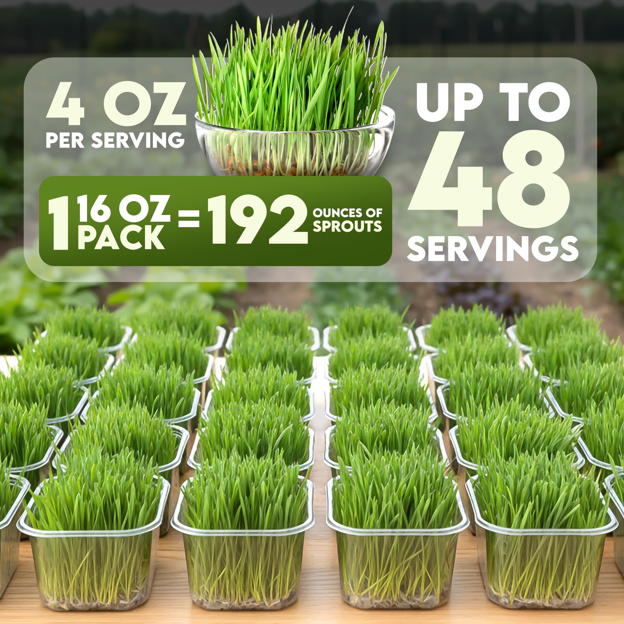 Nature Jim's Sprouts brotes creciendo en bandeja listos para cosechar