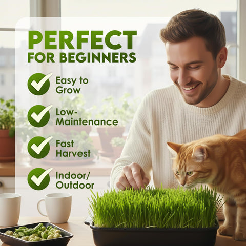 Nature Jim's Sprouts pasto para gatos en maceta, solución fresca para mascotas
