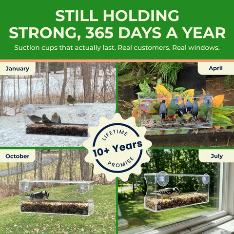Nature's Hangout ventosas ECOSTRONG que mantienen el comedero fijo