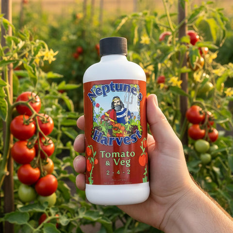 Neptune's Harvest en cocina con macetas fomentando cultivos comestibles