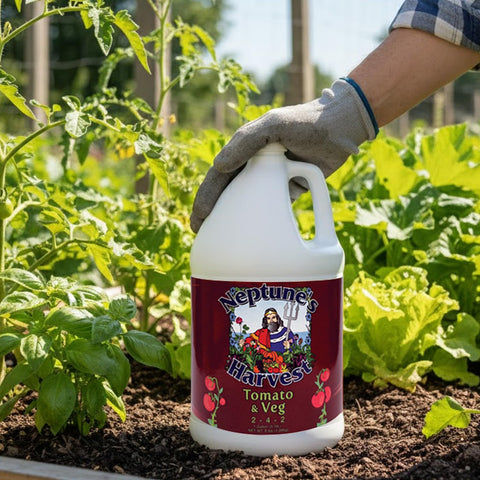 Neptune's Harvest en huerto casero con tomates y verduras, fomenta cultivos sanos