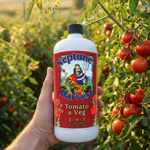 Neptune's Harvest junto a una taza para comparar tamaño de cuarto, beneficio control de dosis