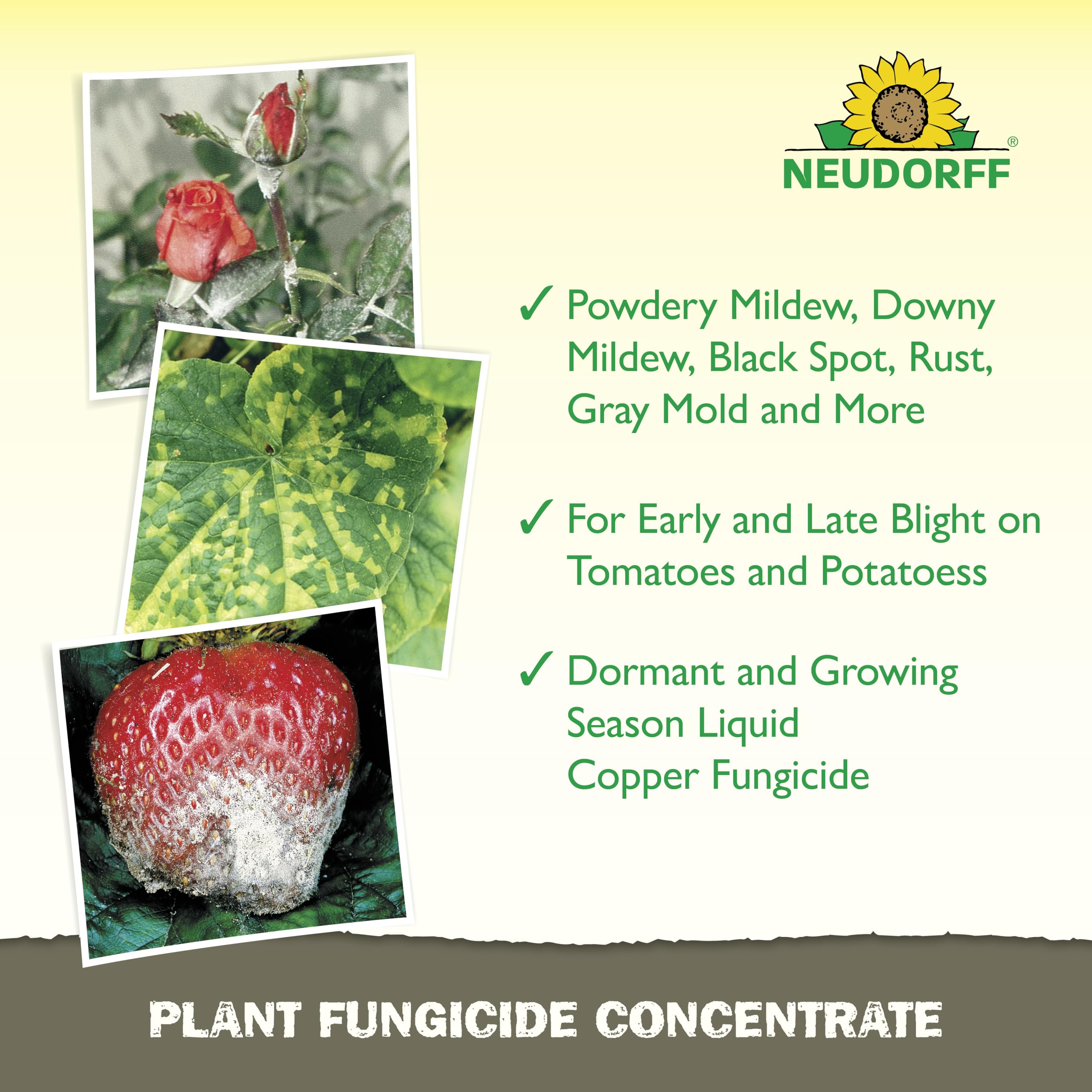 Neudorff aplicado en rosal para prevenir manchas y proteger flores