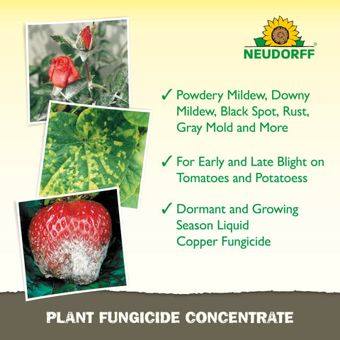 Neudorff aplicado en rosal para prevenir manchas y proteger flores