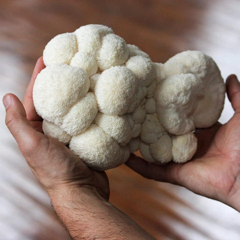 North Spore comparación de escala del bloque de 4 lb para referencia de tamaño