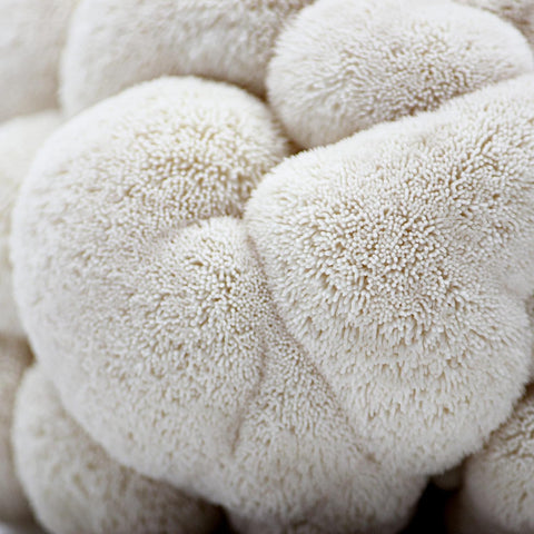 North Spore kit en uso en cocina para cultivar y preparar hongos frescos