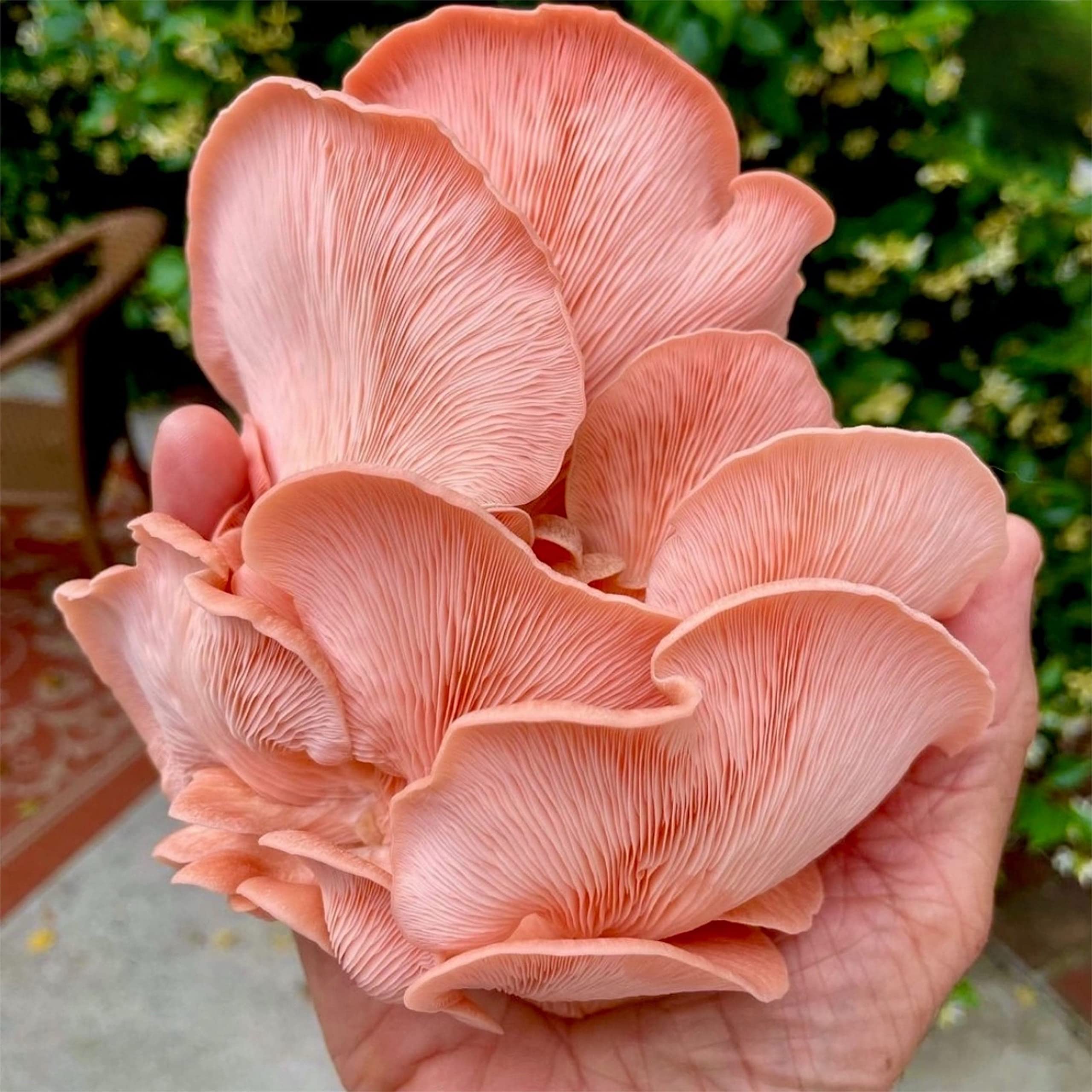North Spore racimo de Pink Oyster en crecimiento que muestra color y forma