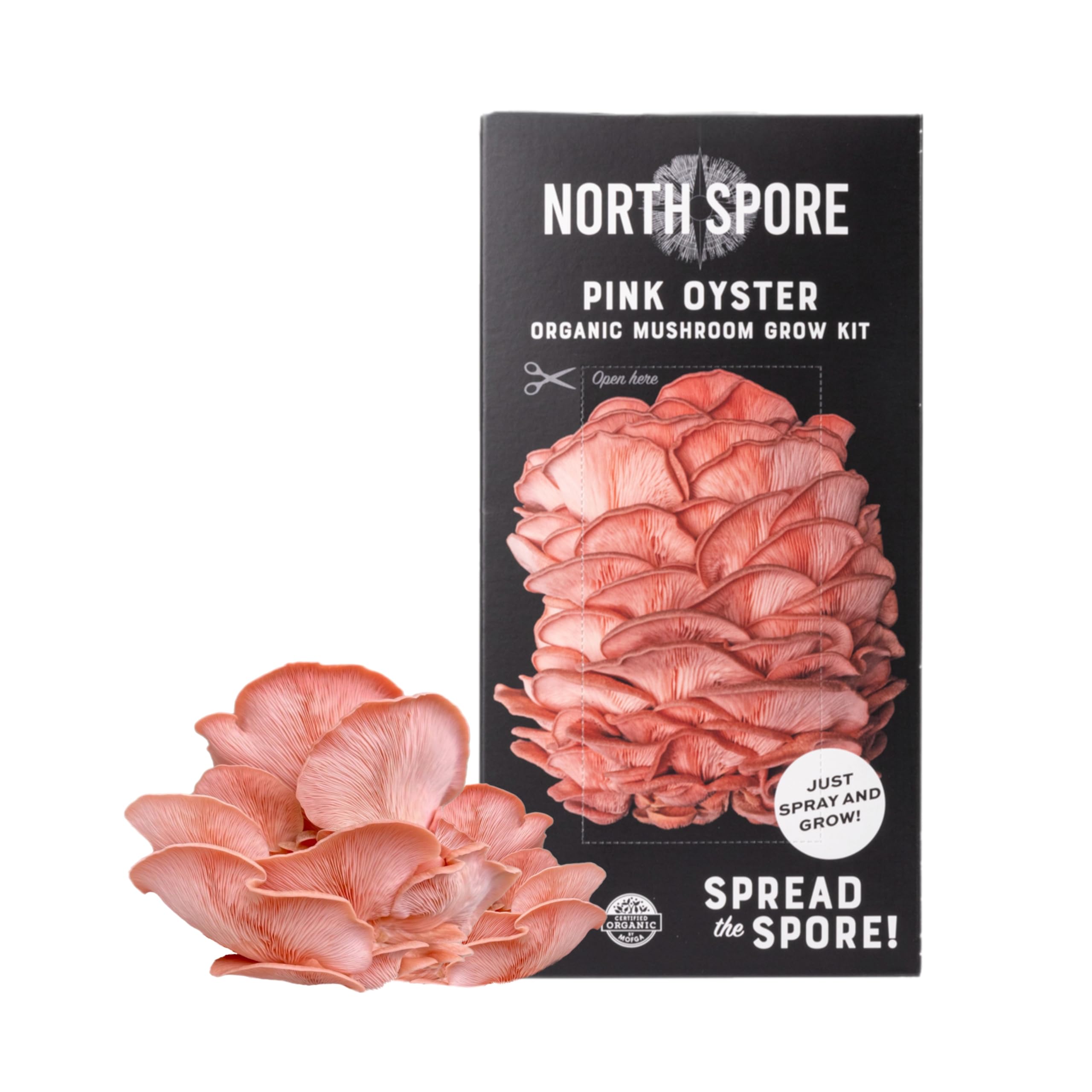 North Spore setas cosechadas servidas en sartén para inspiración culinaria