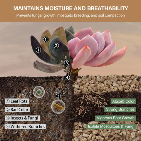 NUPICK top dressing en maceta de suculenta, embellece y protege el sustrato
