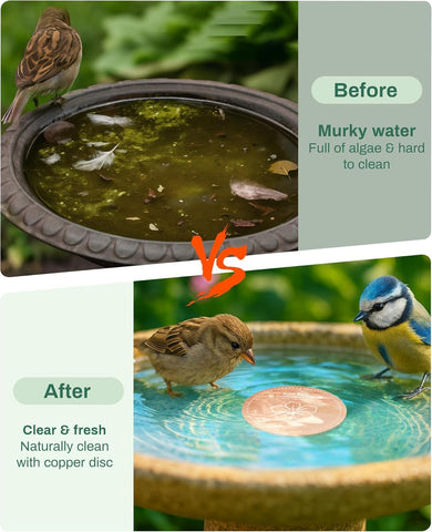 OICEME disco en uso dentro de baño de aves atrae colibríes y mantiene agua con mejor apariencia