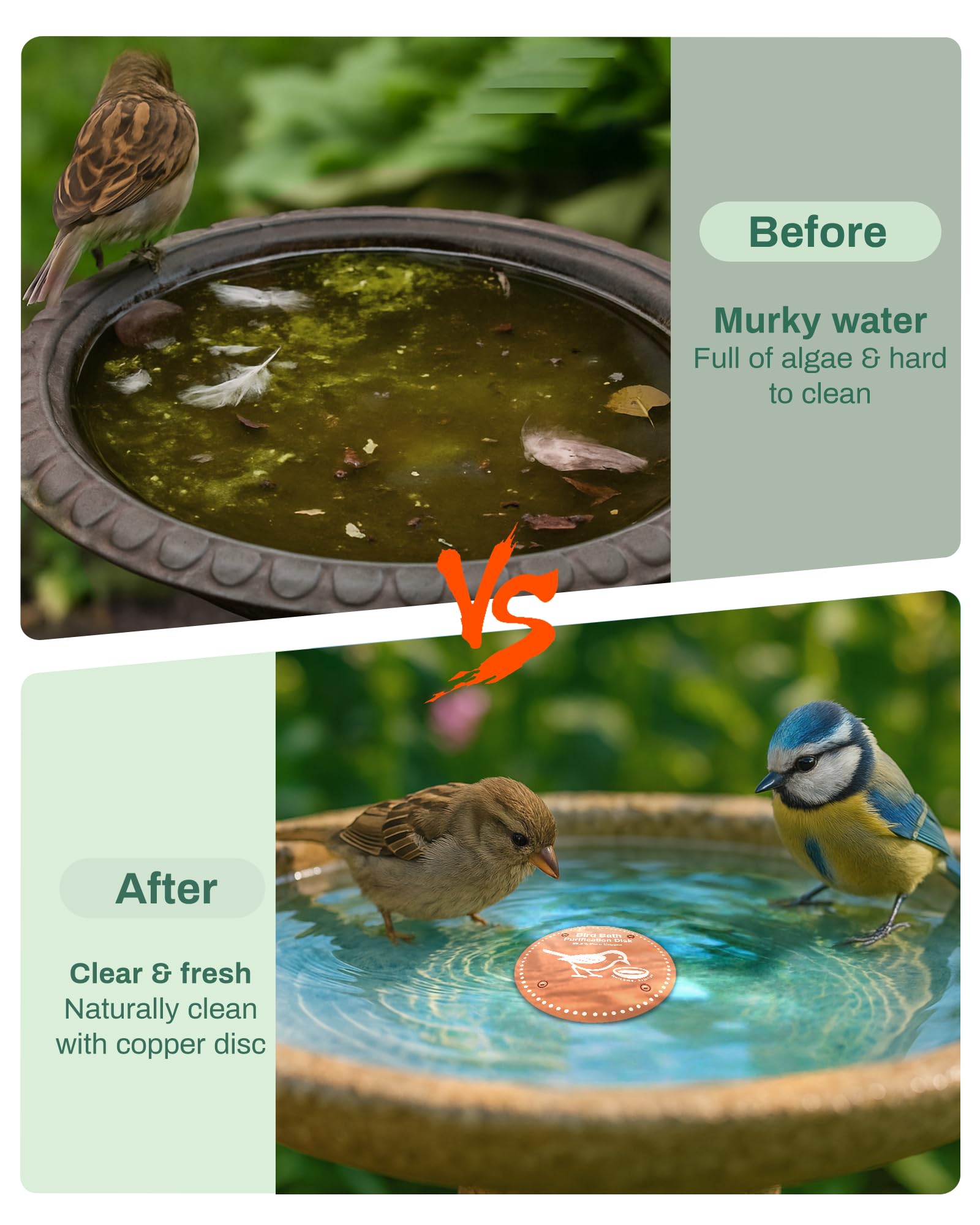 OICEME disco en uso dentro de un baño de pájaros fomentando agua más clara