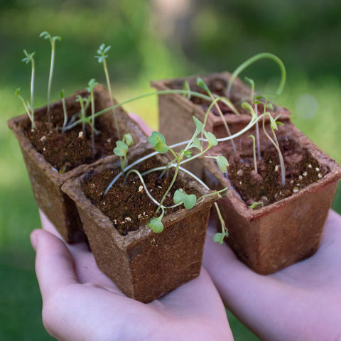 Omitgoter sustrato en ambiente de jardín interior mostrando facilidad de cultivo