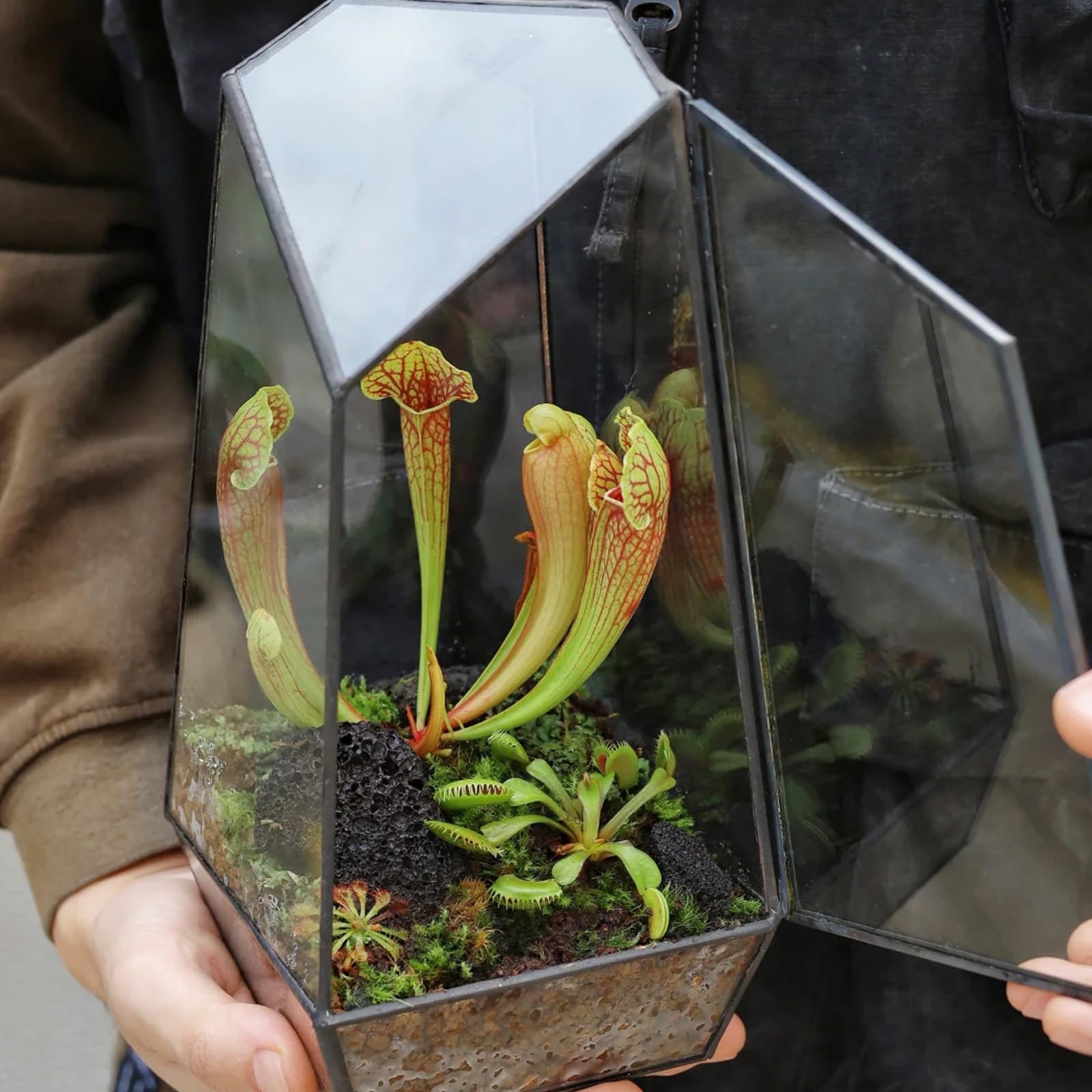 Omitgoter ambiente de cultivo interior con plantas carnívoras en sustrato