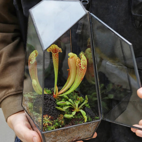 Omitgoter ambiente de cultivo interior con plantas carnívoras en sustrato