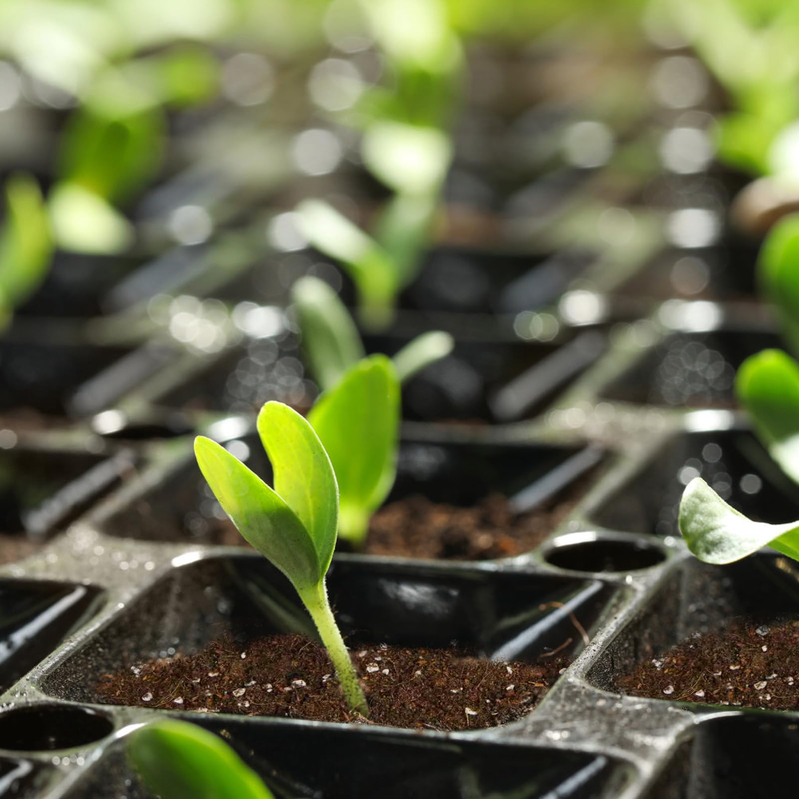 Omitgoter mezcla en bandejas de germinación facilitando manejo y siembra por lotes