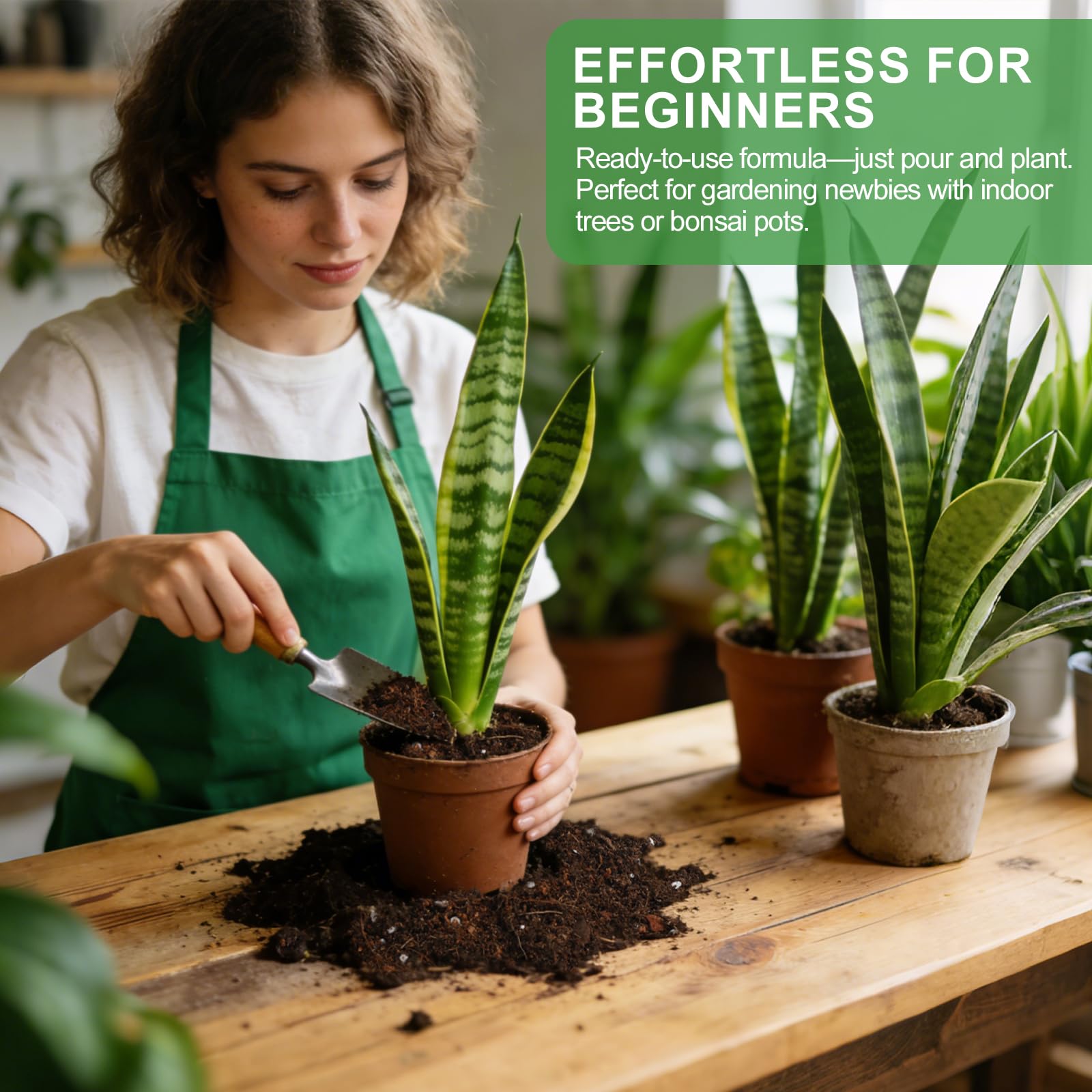 Omitgoter uso en interior con sansevieria promoviendo crecimiento estable