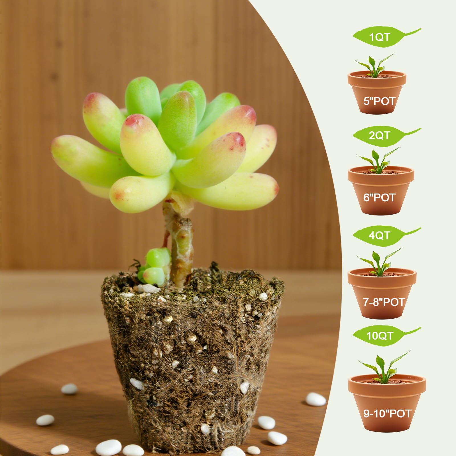 Omitgoter en entorno interior junto a suculentas decorativas, ideal para casa