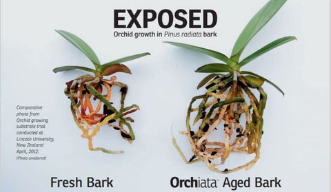 Orchiata comparado con una regla para ver tamaño de chip exacto