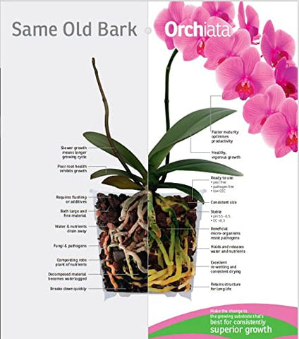 Orchiata instalado en maceta con orquídea mostrando fijación de raíces