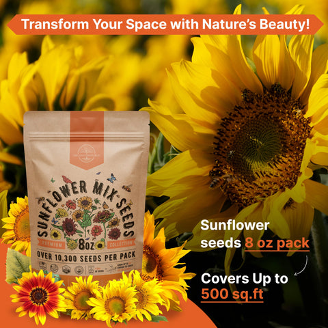 Organo Republic girasoles en jardín demostrando flores vibrantes y atracción de polinizadores
