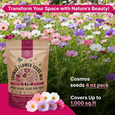 Organo Republic cosmos florecidos en jardín, atraen polinizadores