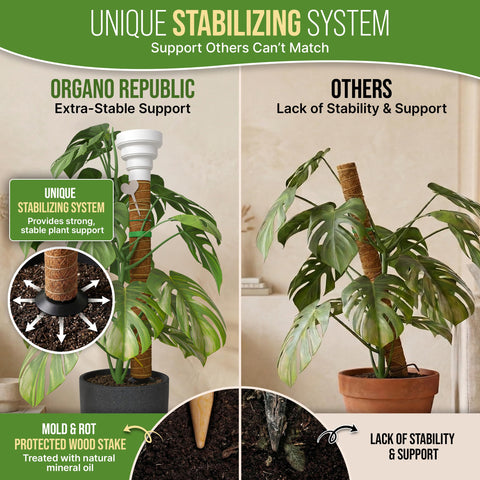 Organo Republic poste sosteniendo una monstera en interior mejorando crecimiento vertical