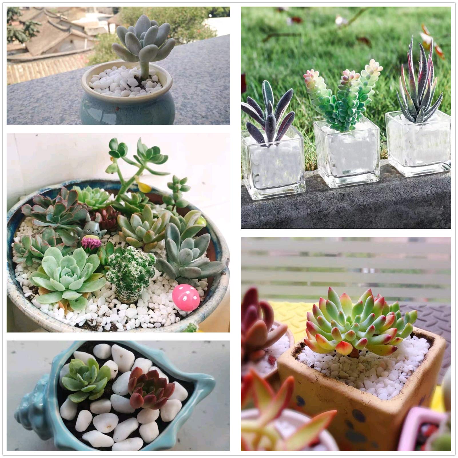OUPENG guijarros en maceta decorada, mejora estética de plantas