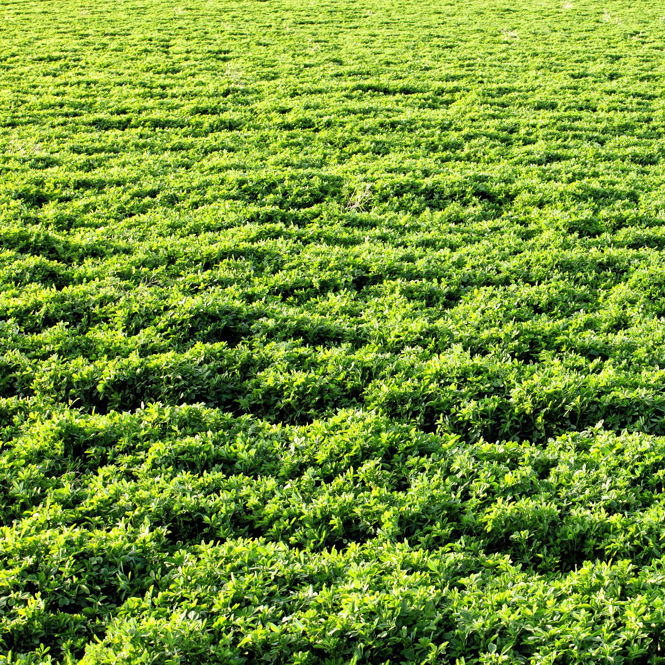Outsidepride ganado pastando en pastura de alfalfa nutritiva y abundante