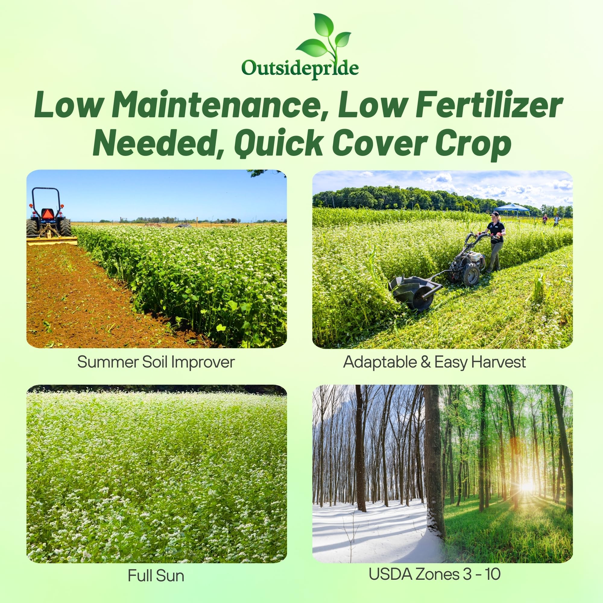 Outsidepride plantas de buckwheat en flor atrayendo abejas y mejorando polinización