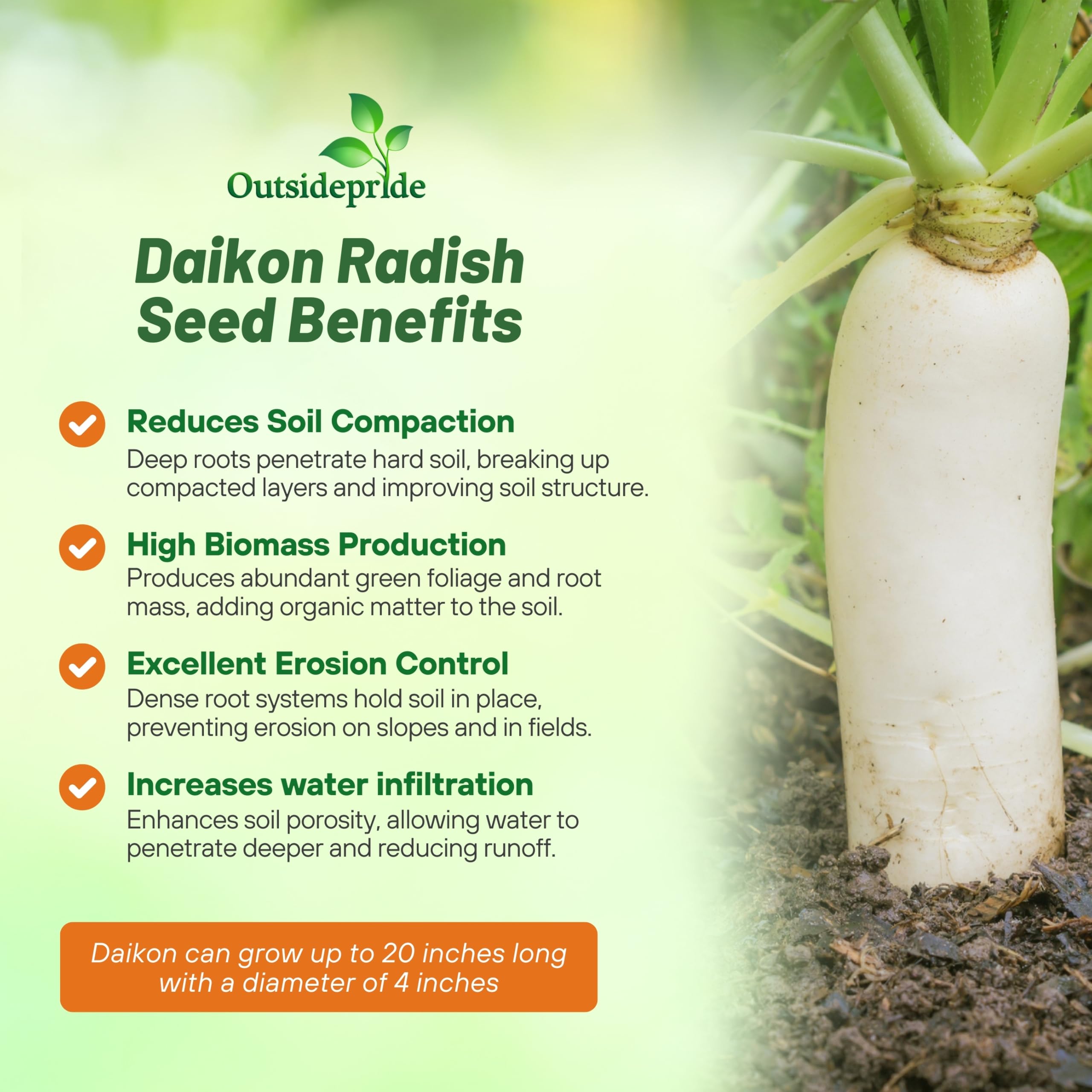 Outsidepride follaje denso de Daikon cubriendo suelo, control de erosión eficiente