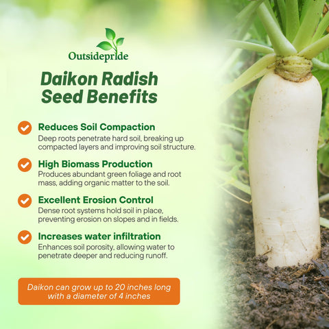 Outsidepride follaje denso de Daikon cubriendo suelo, control de erosión eficiente