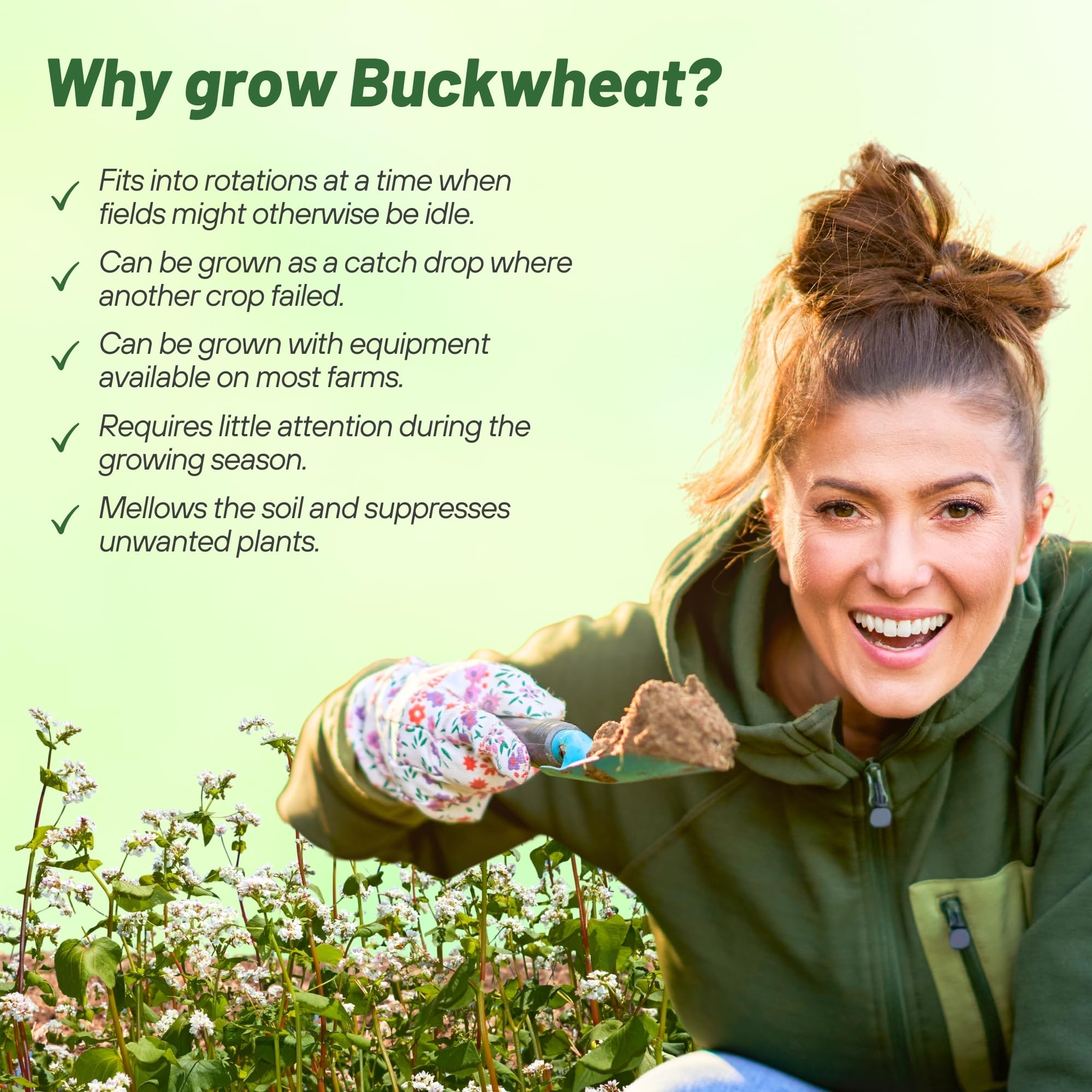 Outsidepride raíces de buckwheat en suelo, mejora estructura y reduce compactación