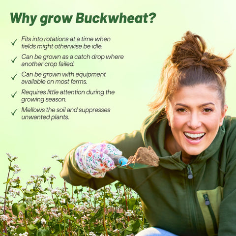 Outsidepride raíces de buckwheat en suelo, mejora estructura y reduce compactación