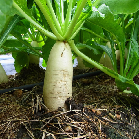 Outsidepride semillas de Daikon mostrando tamaño y textura, fácil dosificación y siembra