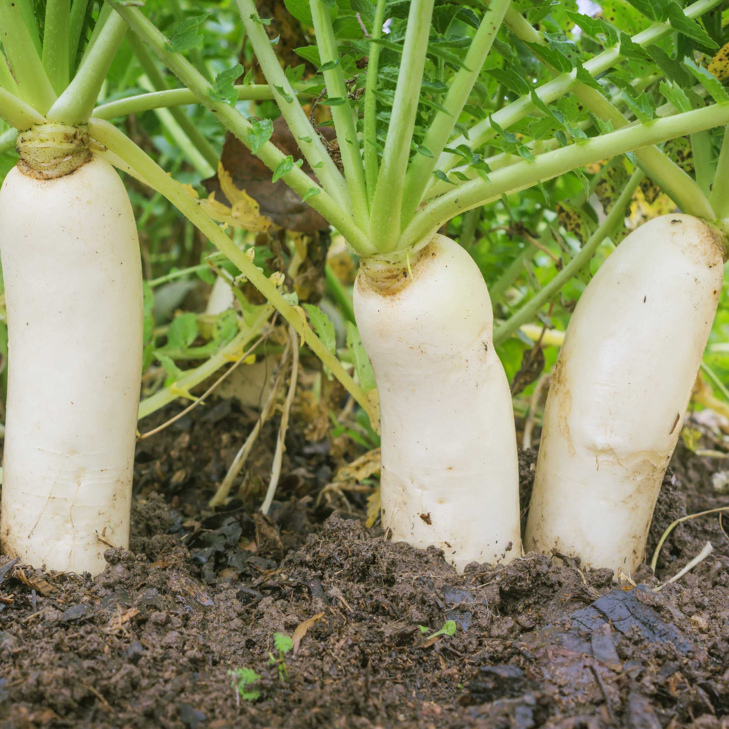 Outsidepride Daikon en food plot rural, uso para mejora de suelo y refugio de fauna