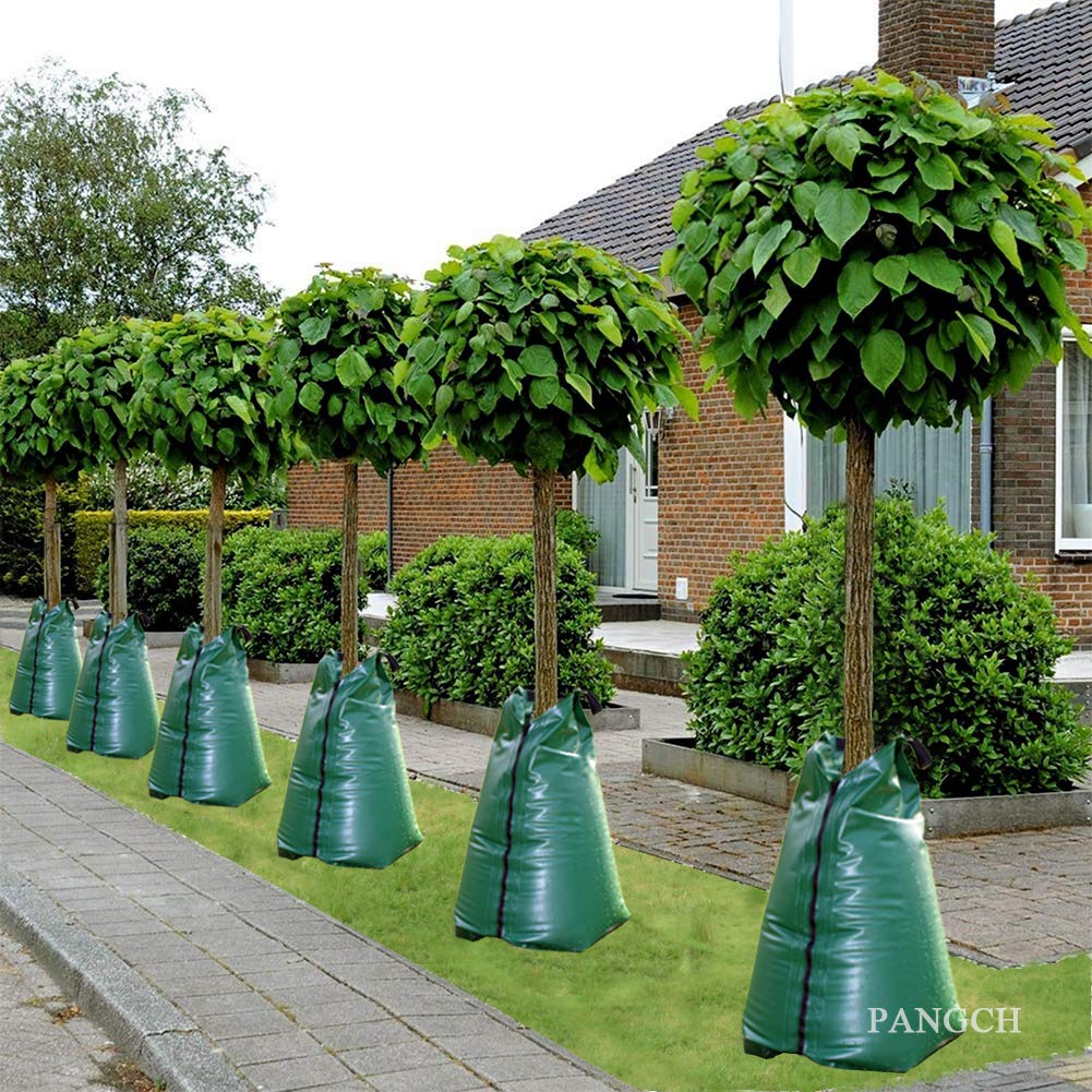 PANGCH bolsa junto a un árbol para comparar tamaño y capacidad