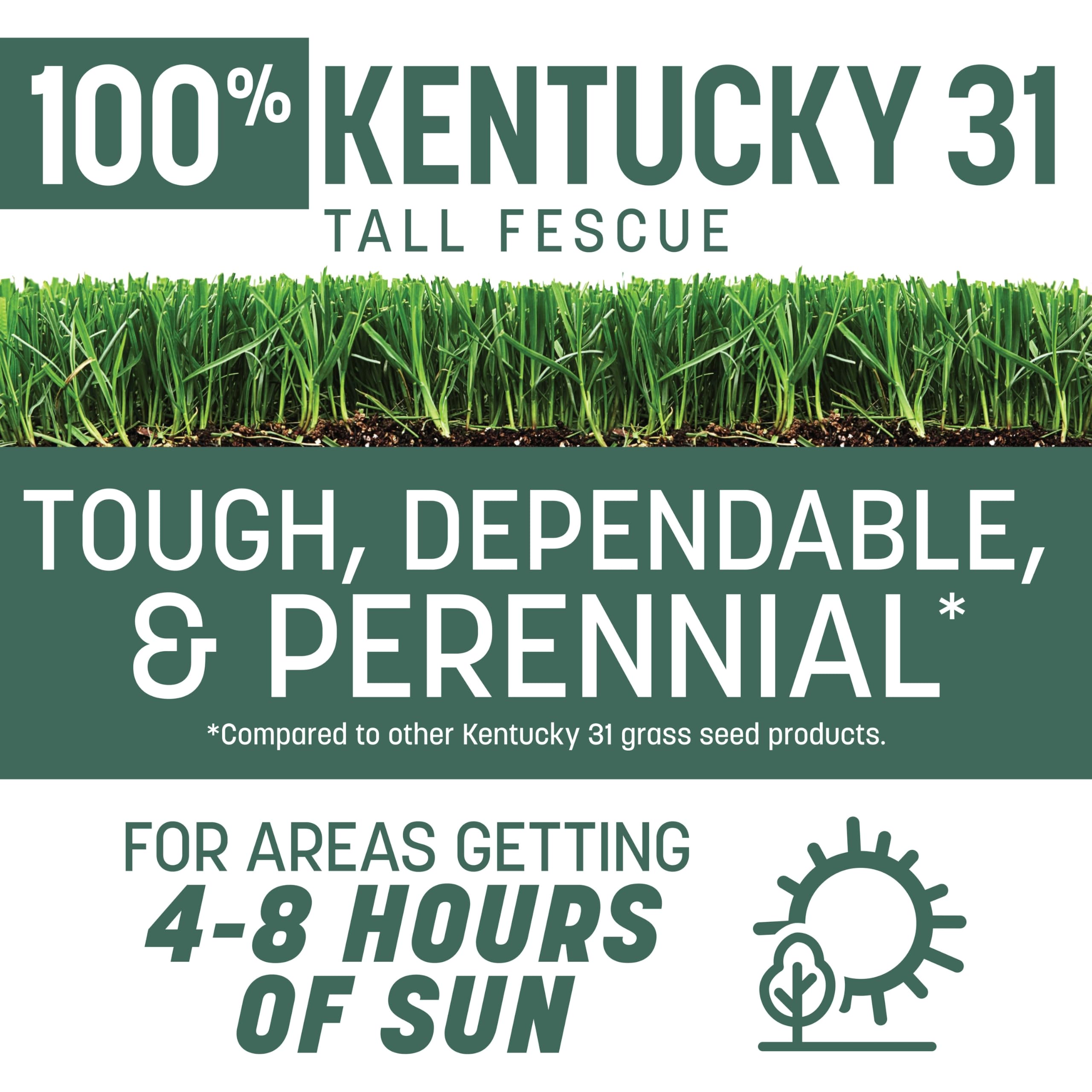 Pennington semillas de Kentucky 31 en primer plano mostrando textura resistente
