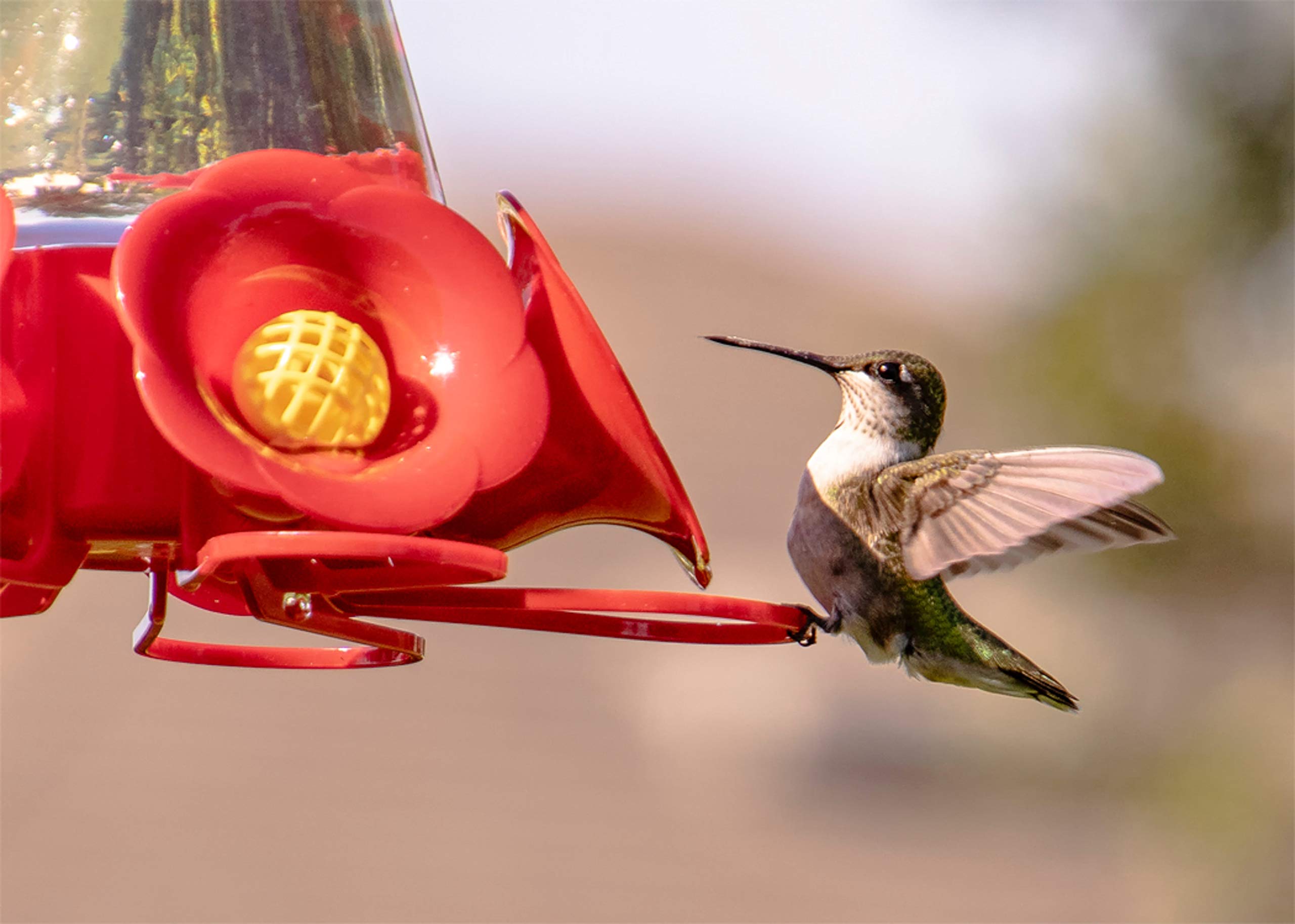 Pennington Natural Springs néctar en comedero en jardín para atraer colibríes